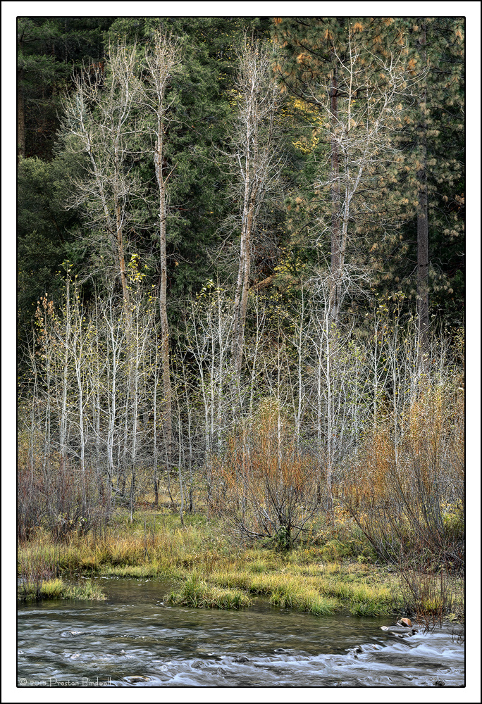 Merced River and Trees