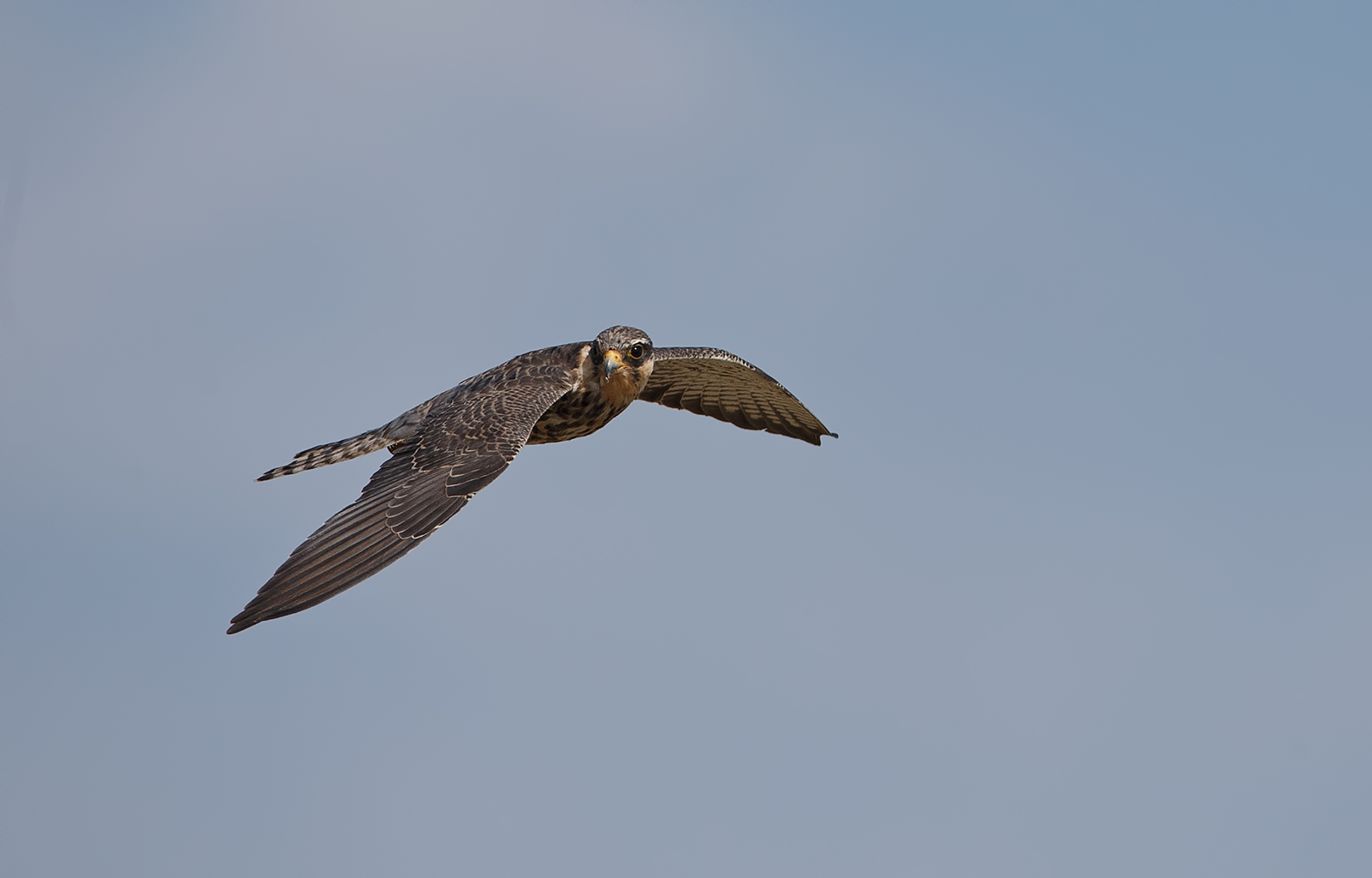 Aumur Falcon Female