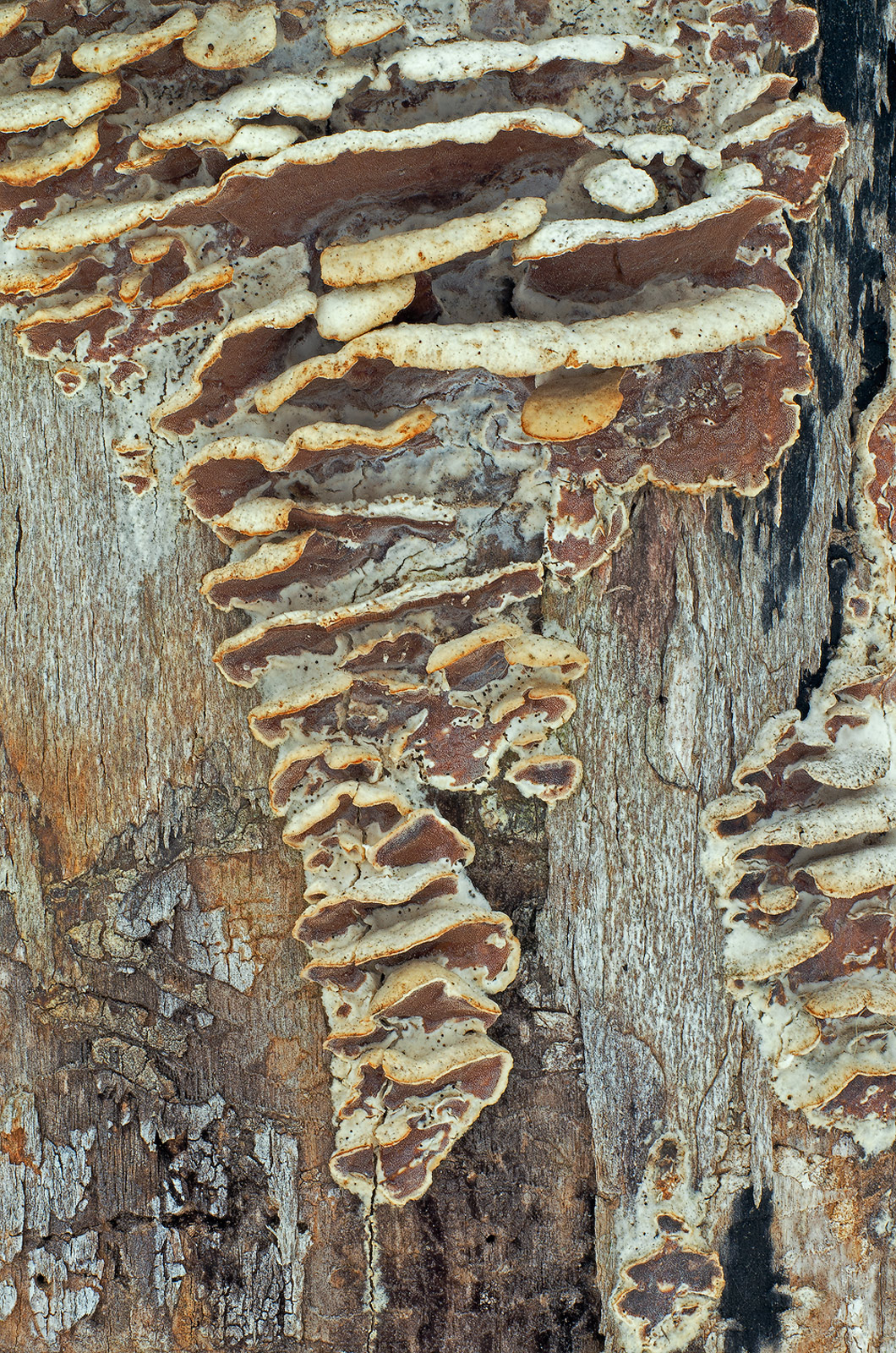 Bracket Fungi Abstract