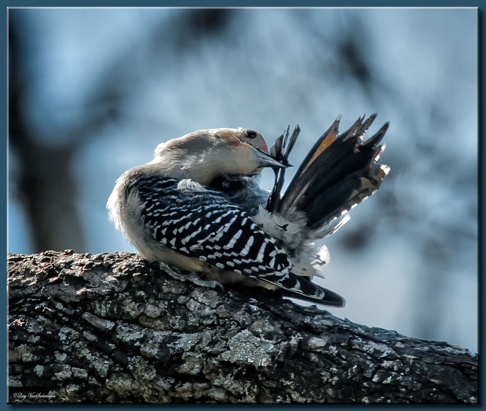 Preening Beauty Tips