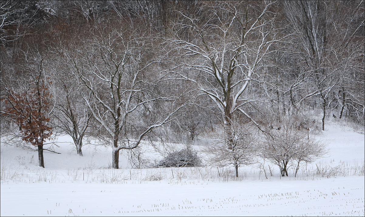 Wild Turkeys