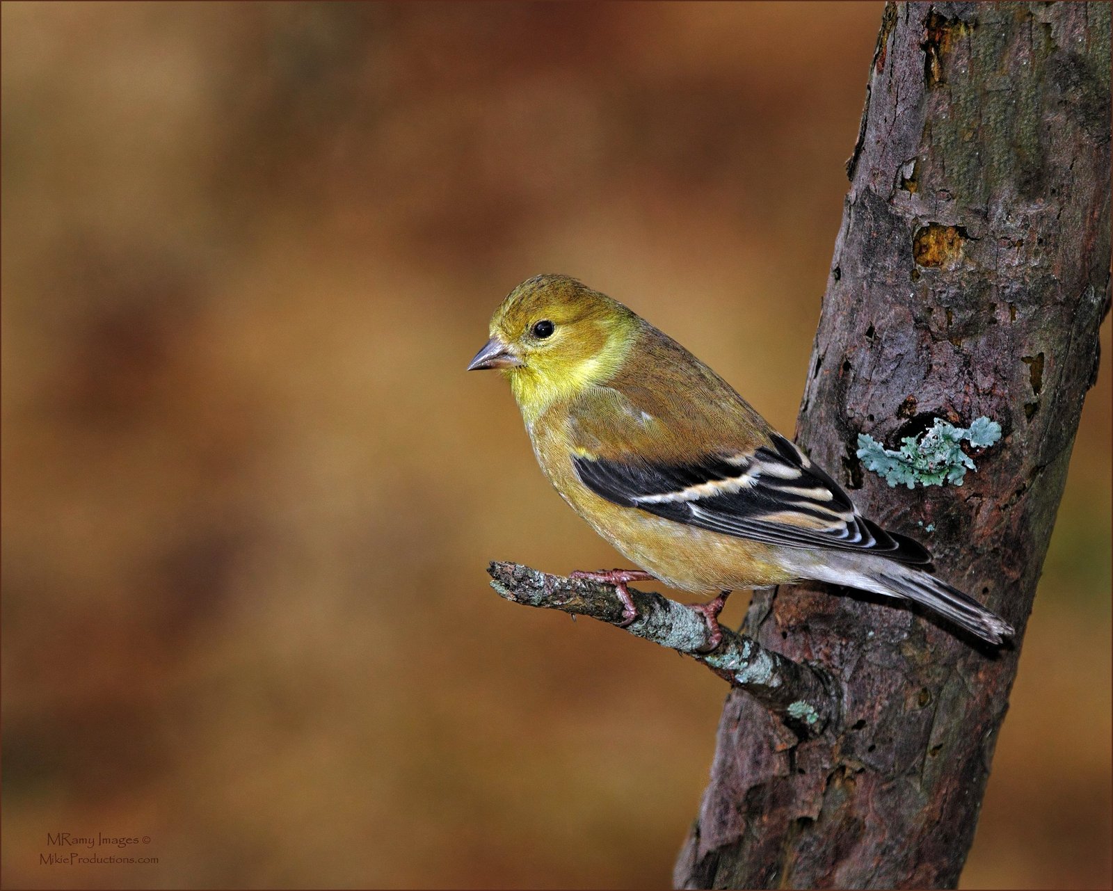 American Goldfinch