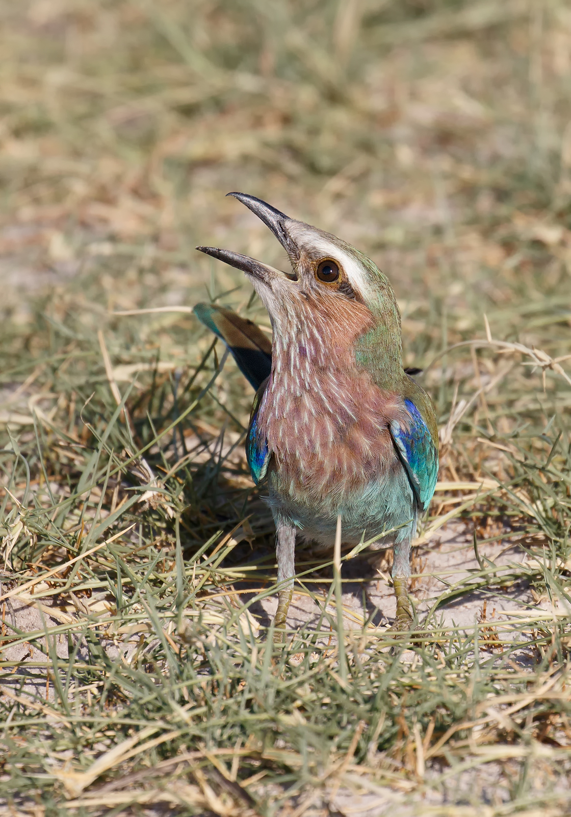 Lilac Breasted Roller