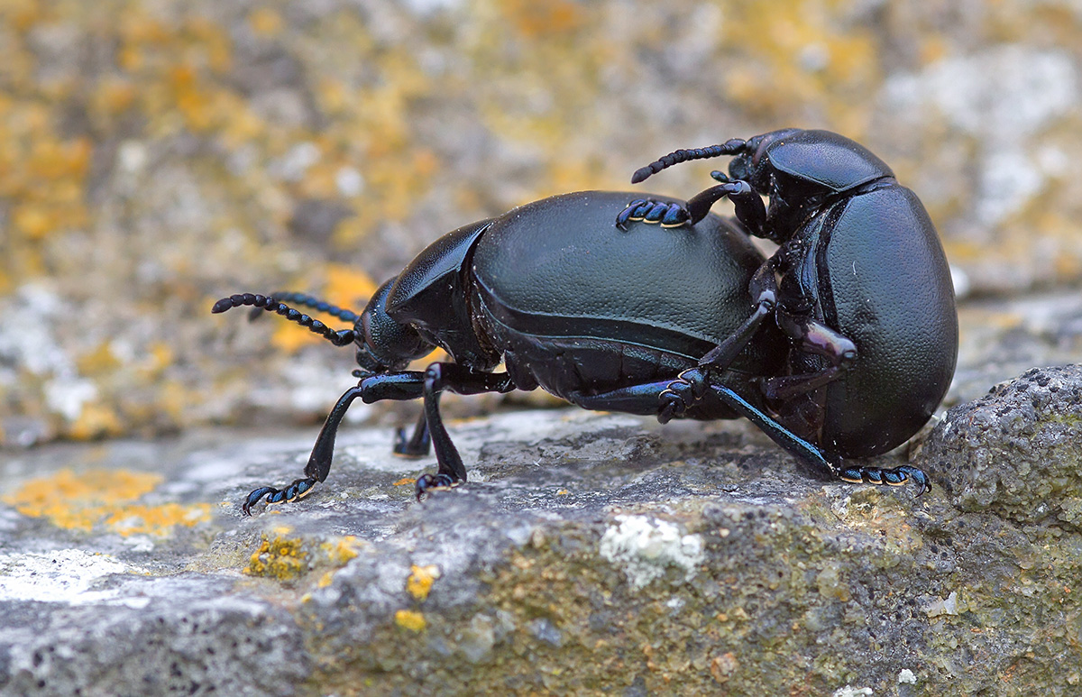 BLOODY NOSED BEETLES