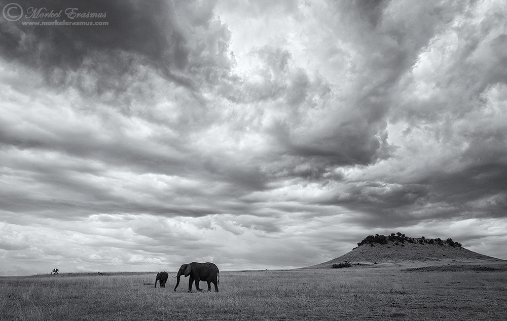 Elephant Expanse