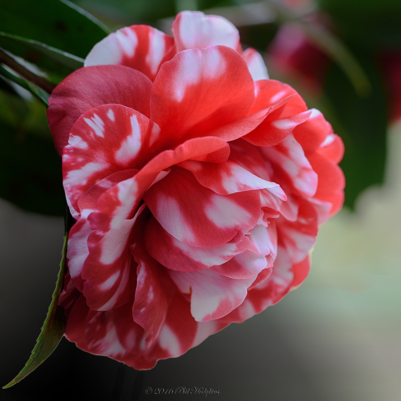 Variegated Camellia