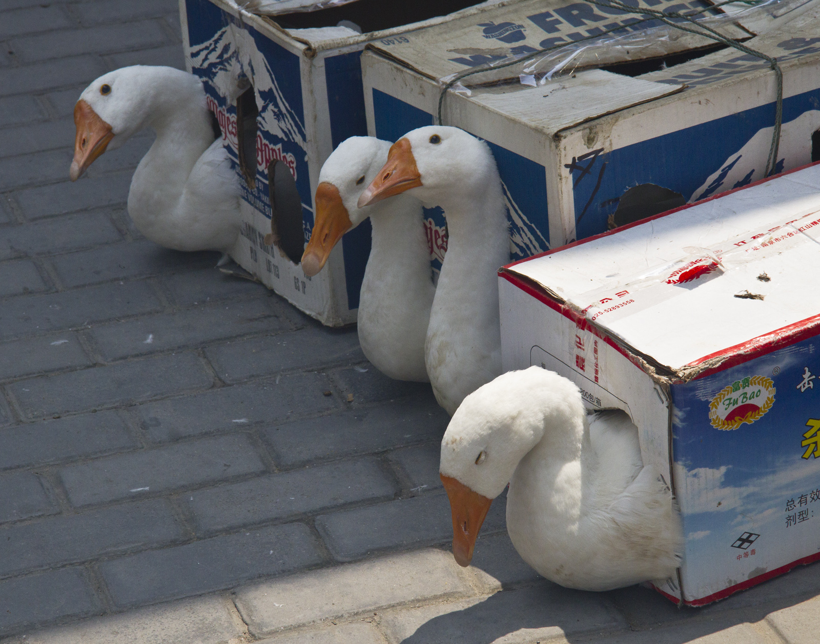 Geese, Shanghai