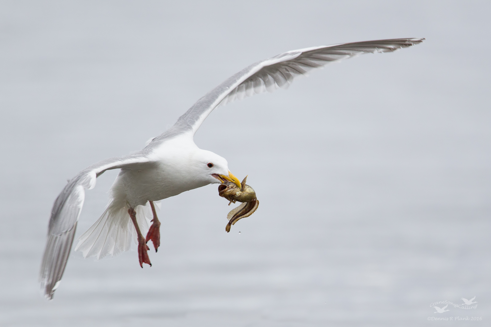 Gull in Flight