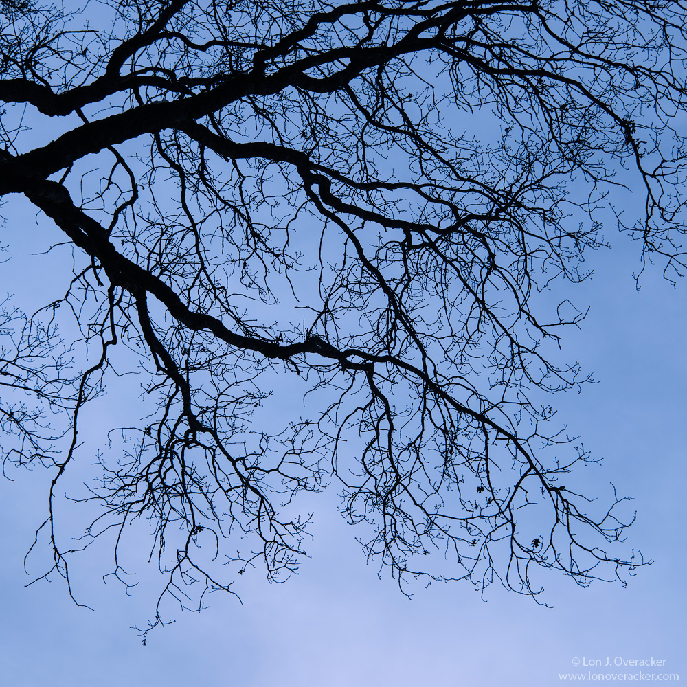 Blue Oaks +alt version
