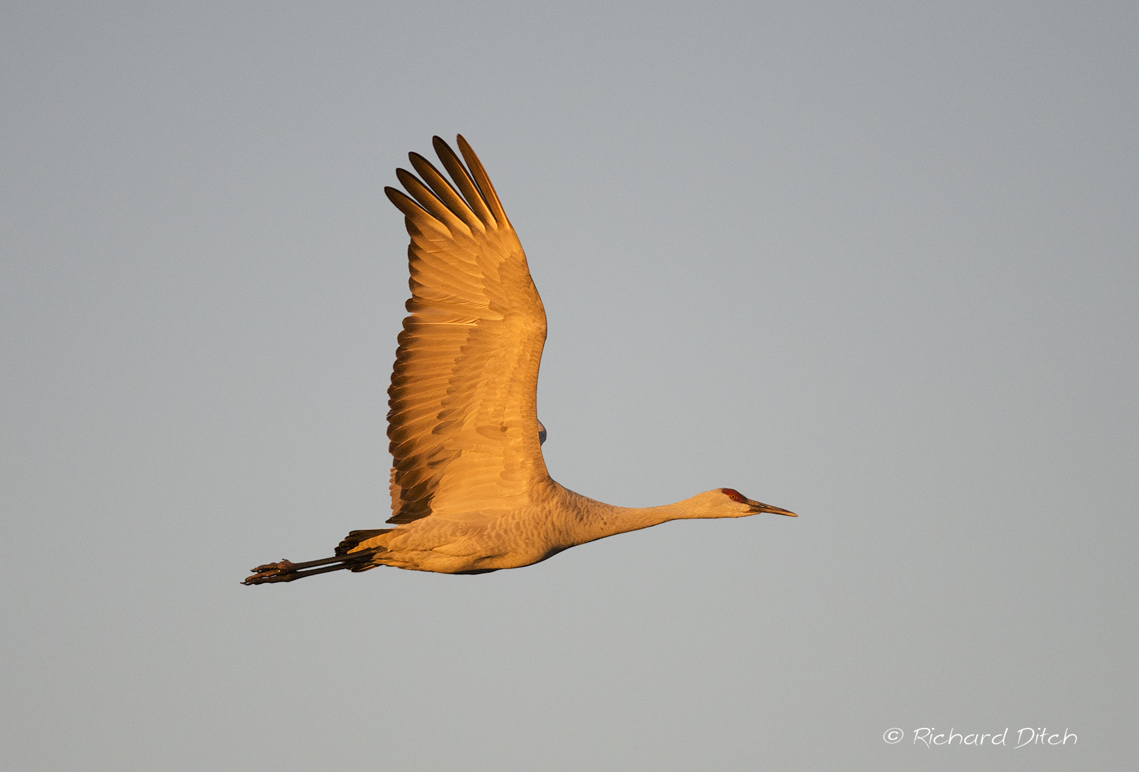 Sandhill Crane (light)