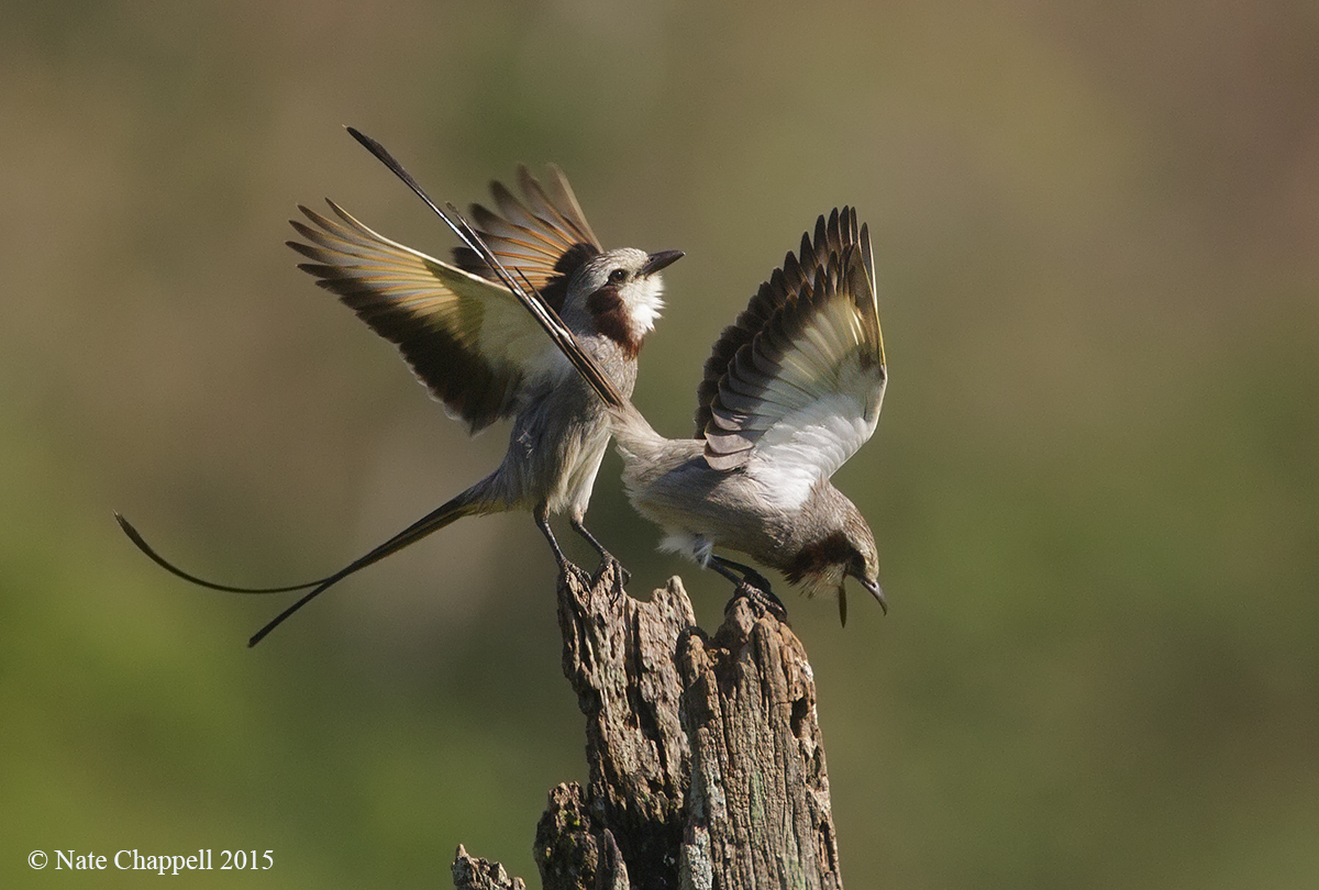 Streamer-tailed Tyrants