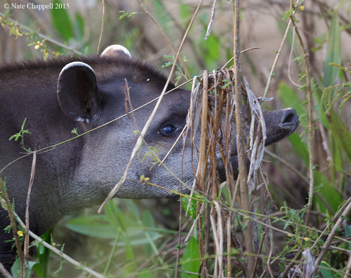 Brazilian Tapir
