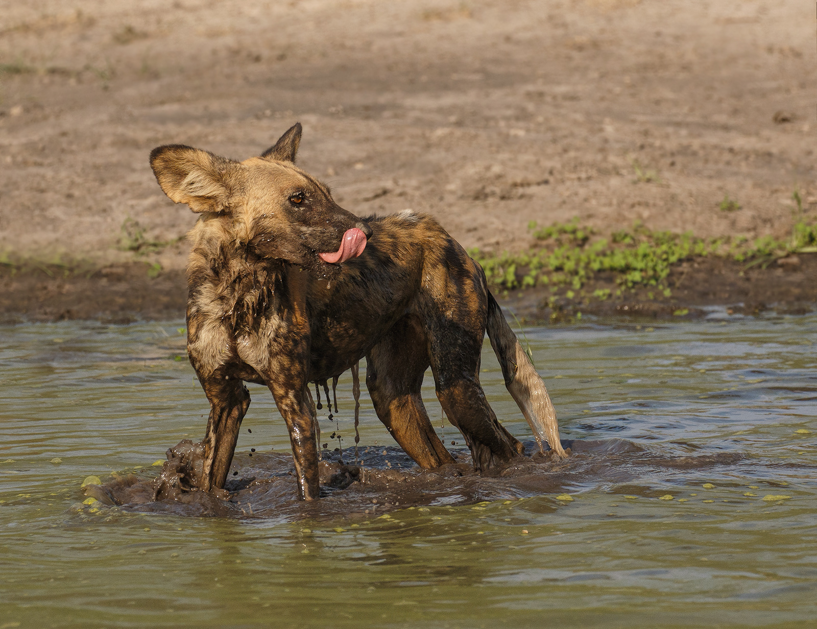 Wet Dog
