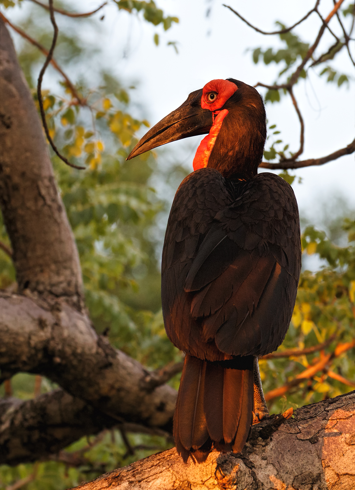 Southern Ground Hornbill