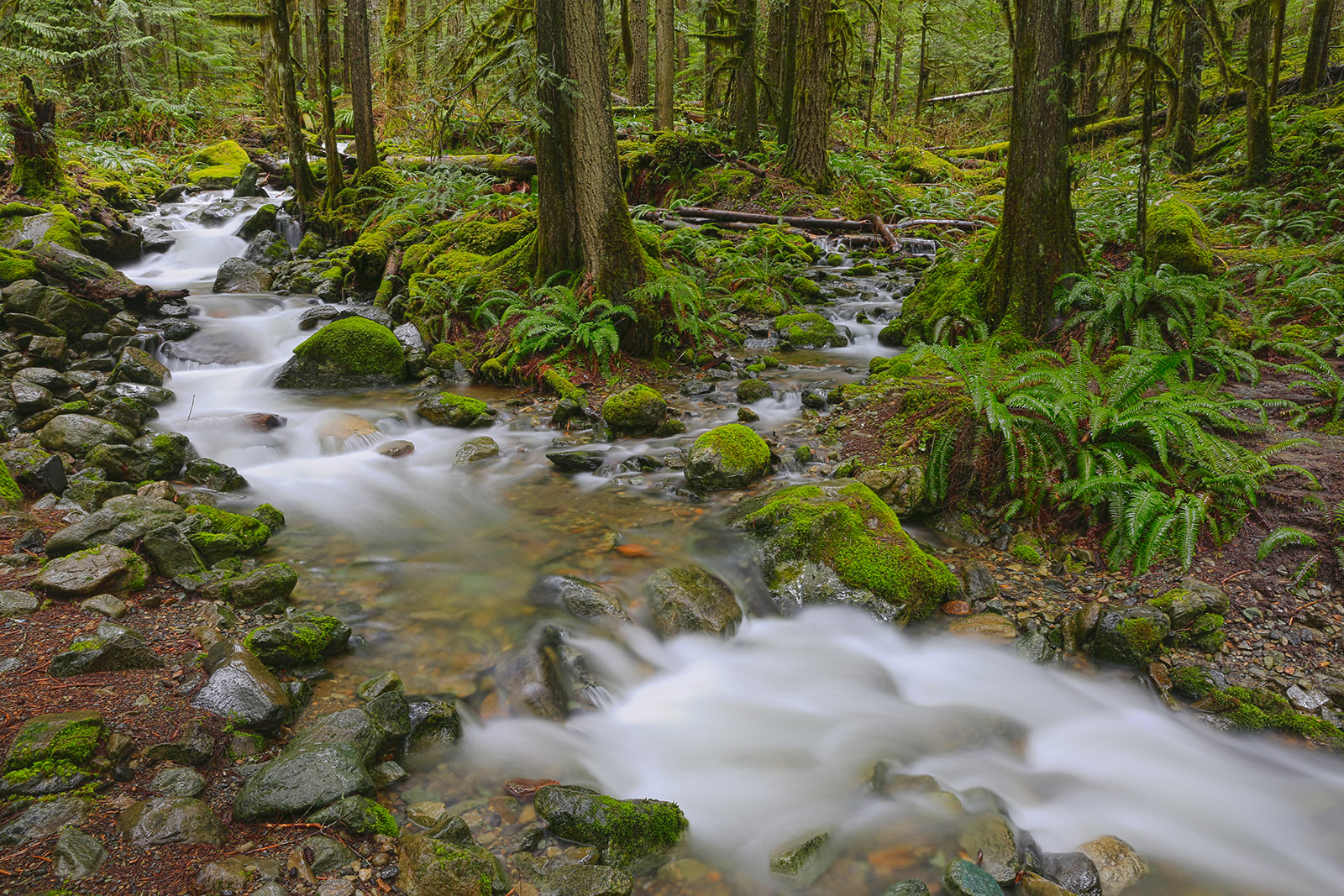 Forest Brook, Nooksack
