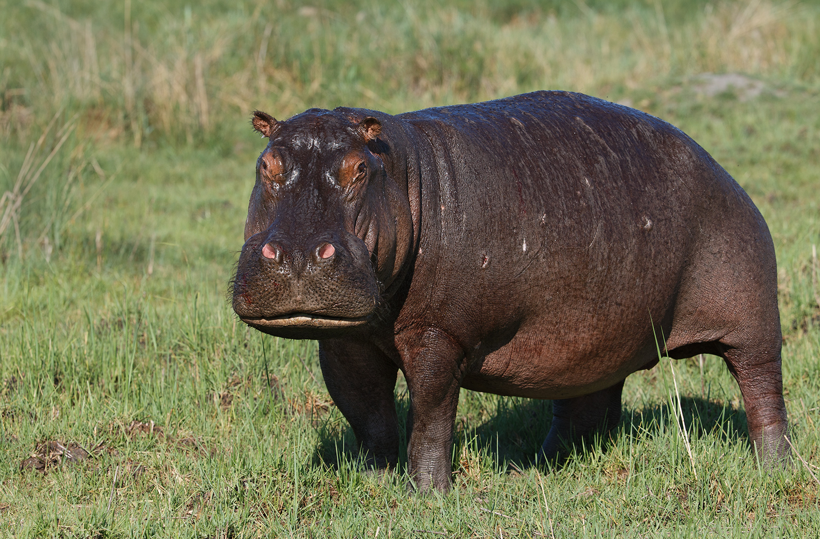 Hippo