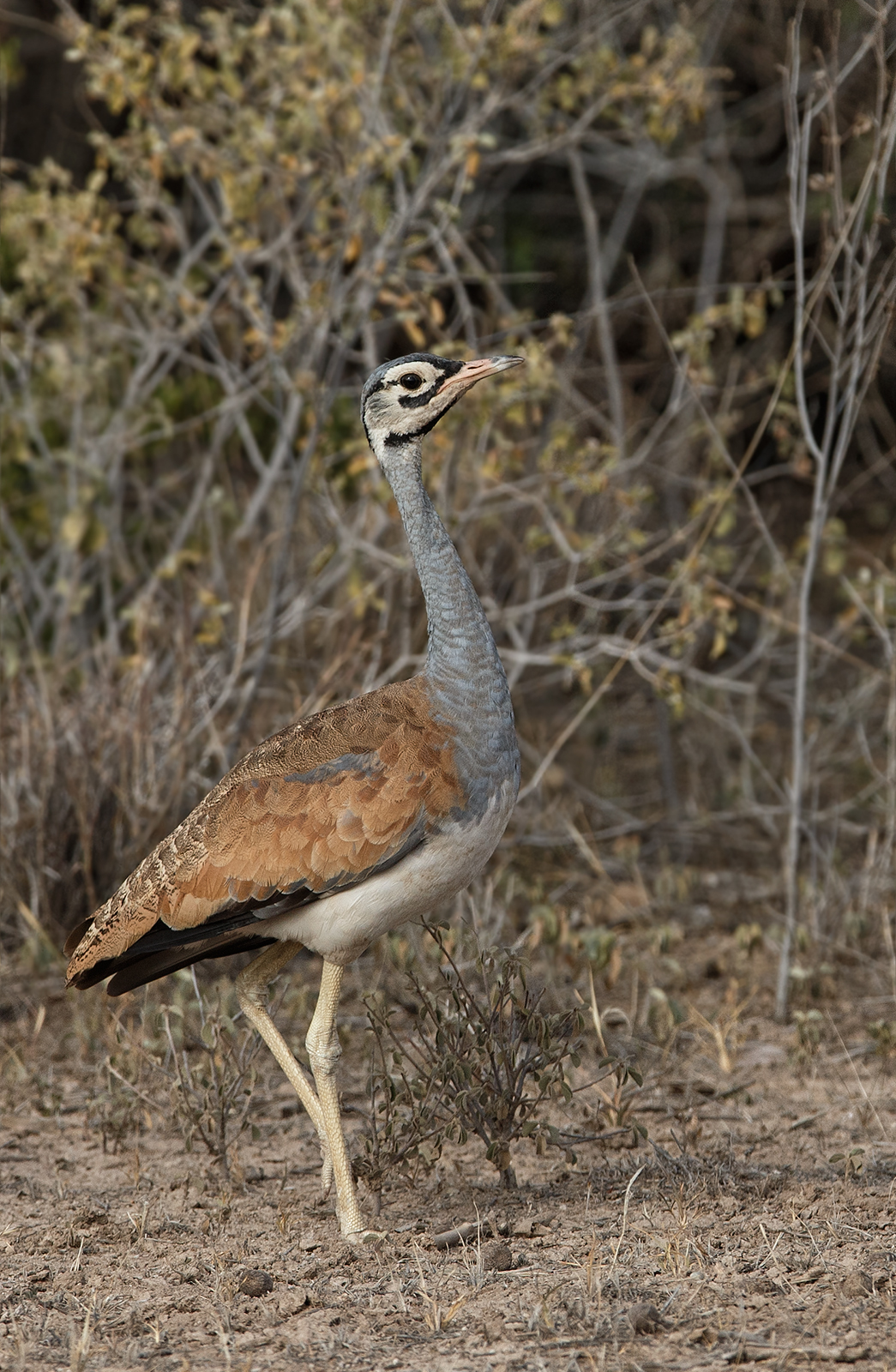 White Bellied Bustard