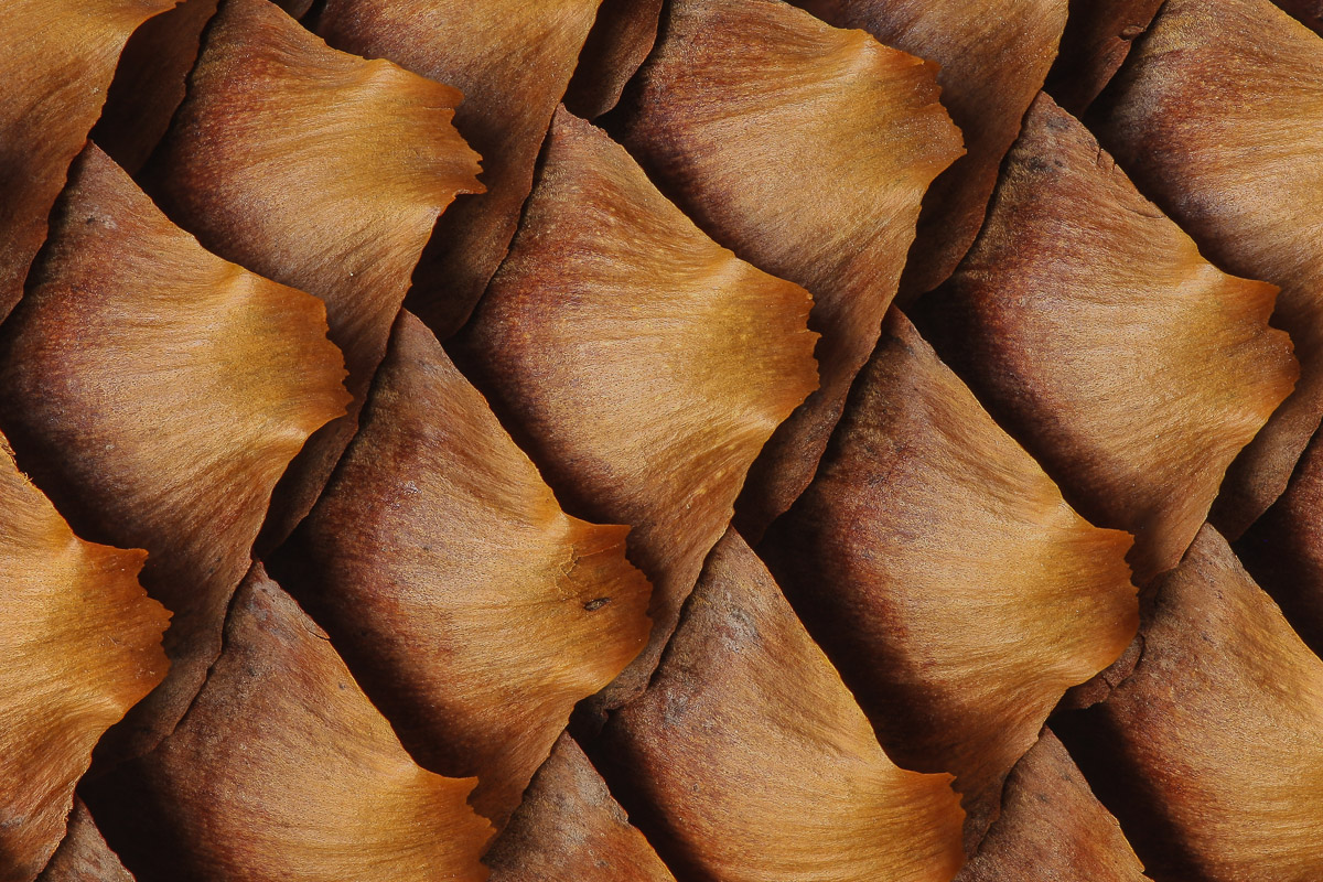 Scales