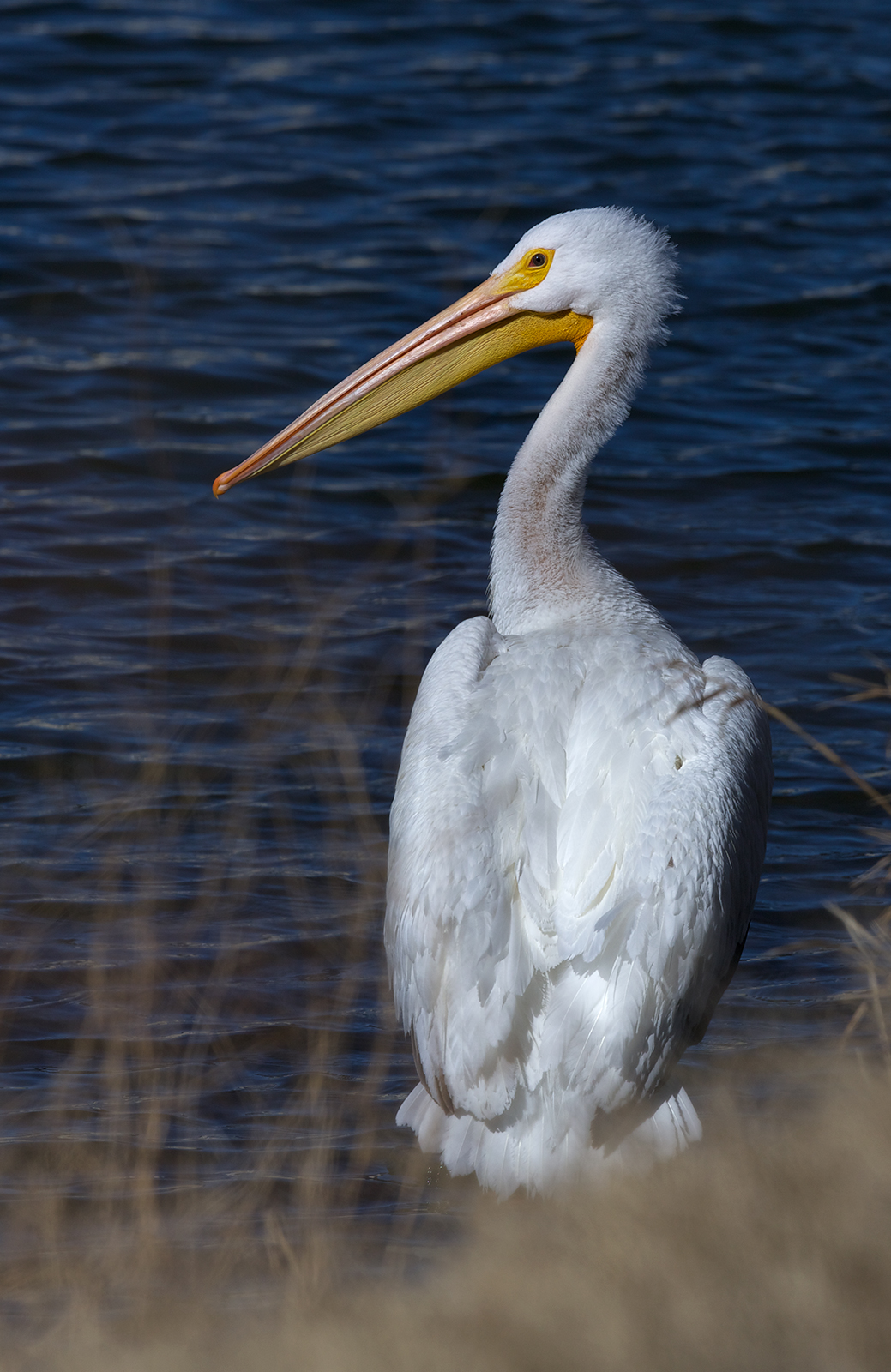 American White Pelican