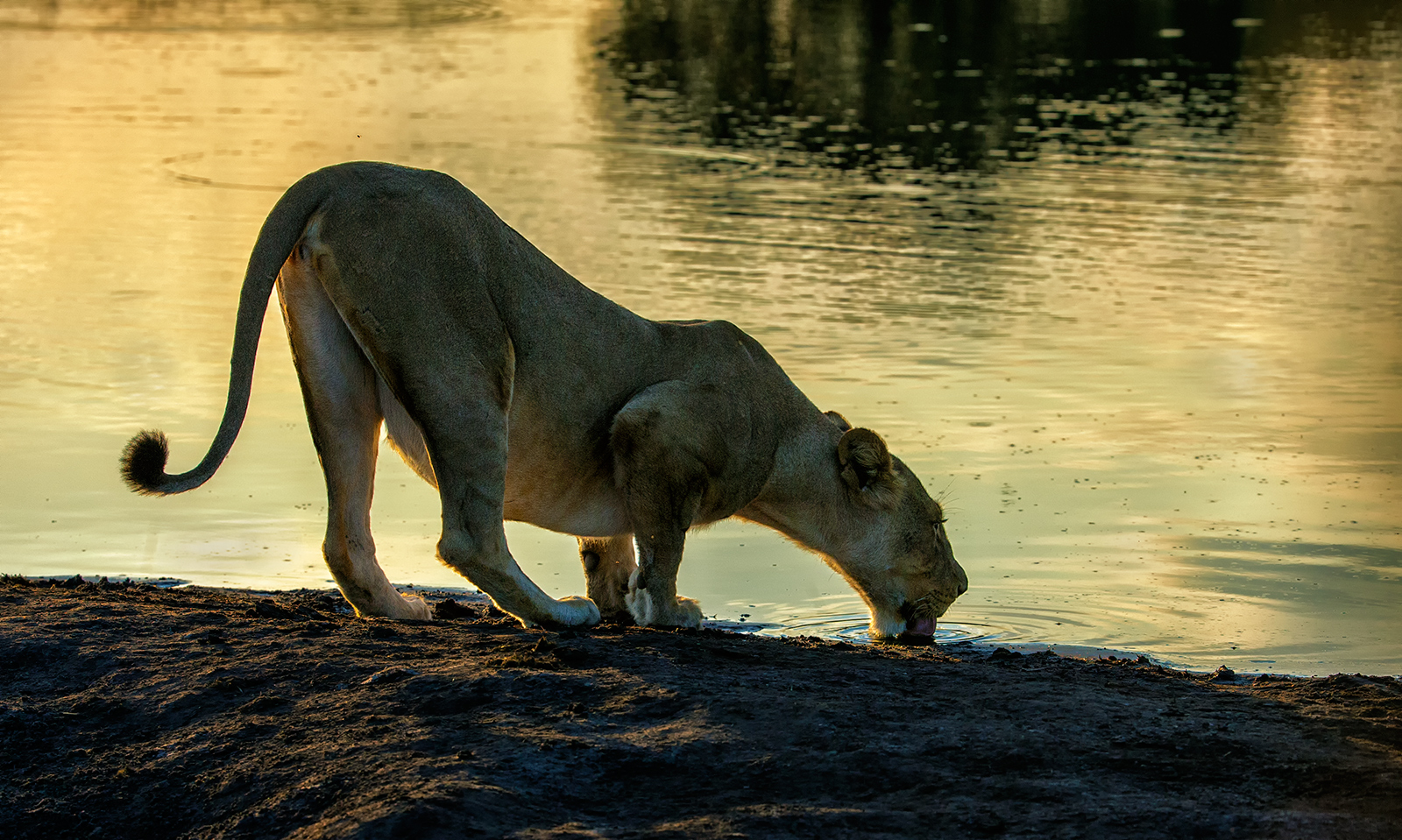 Early Morning Drink
