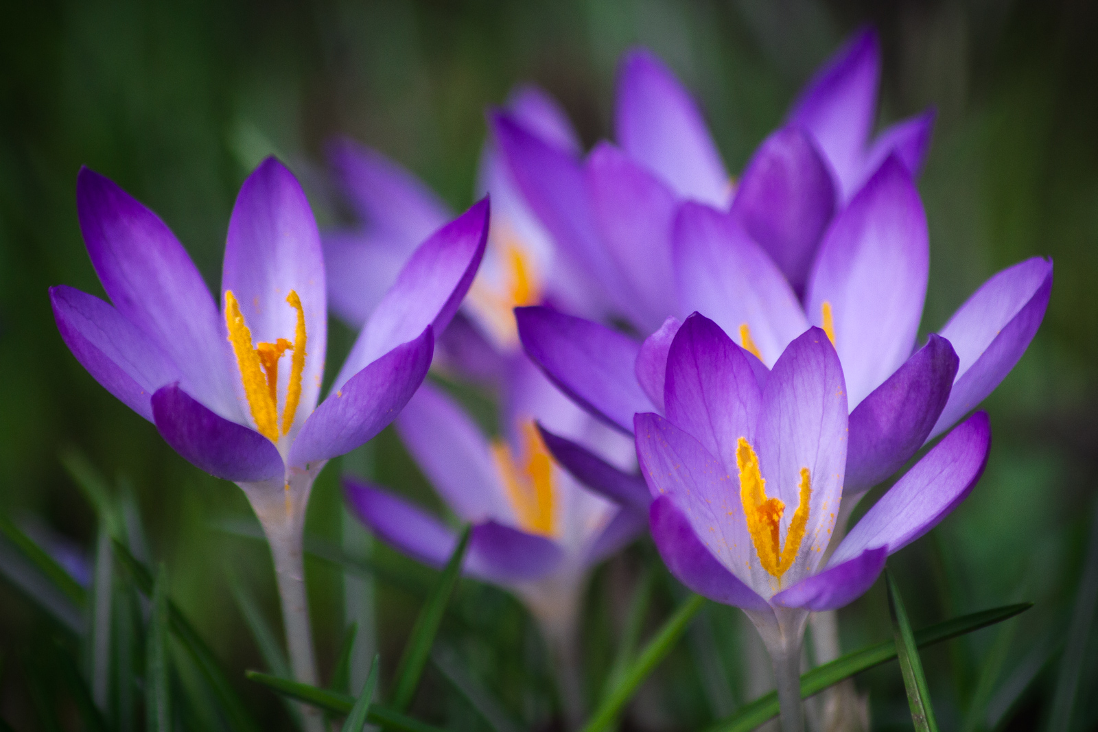 Crocuses in the Shade