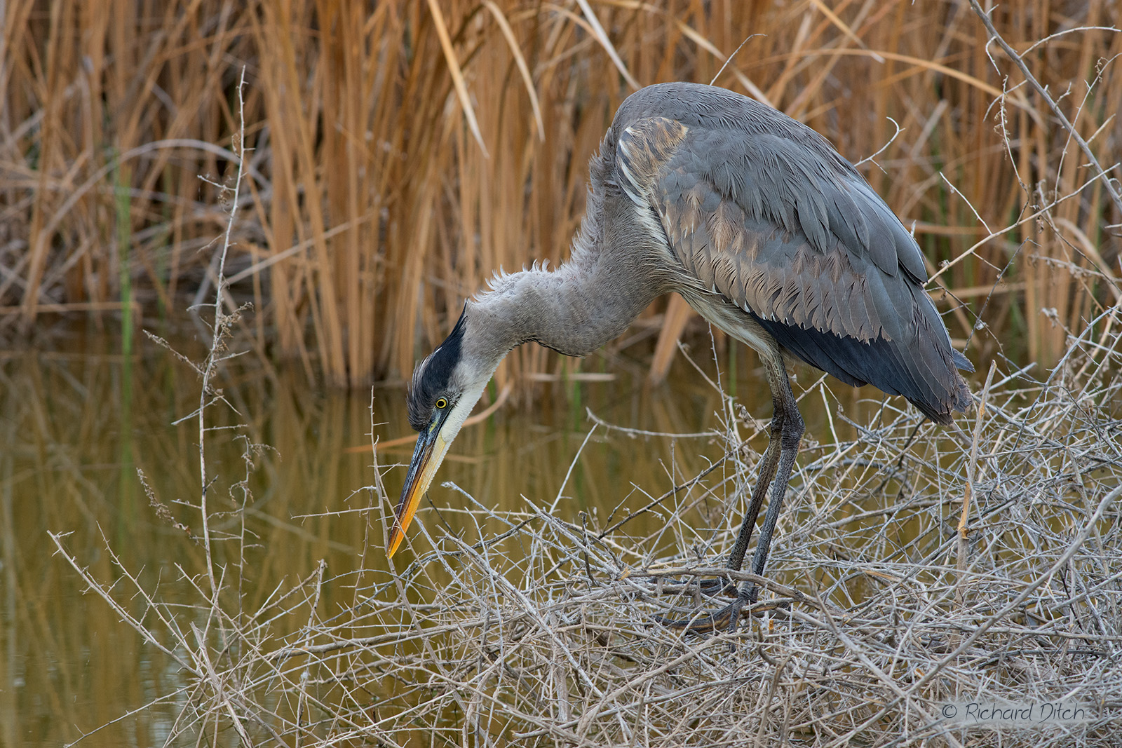Great Blue Heron