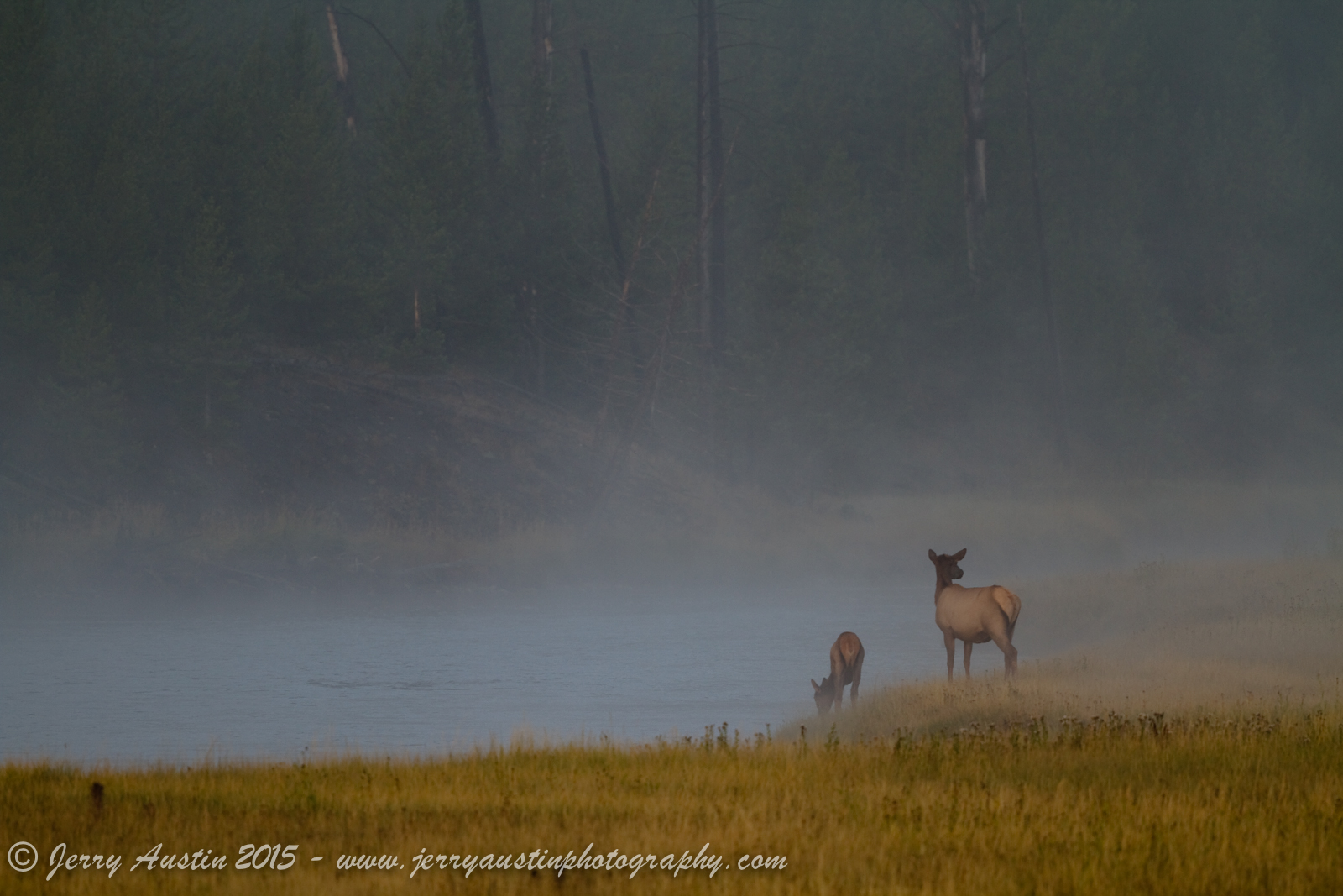 Yellowstone Elk and Calf