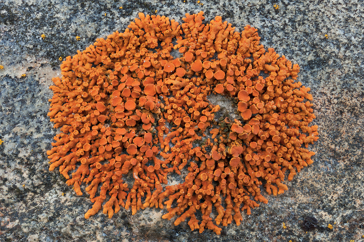 Orange explosion