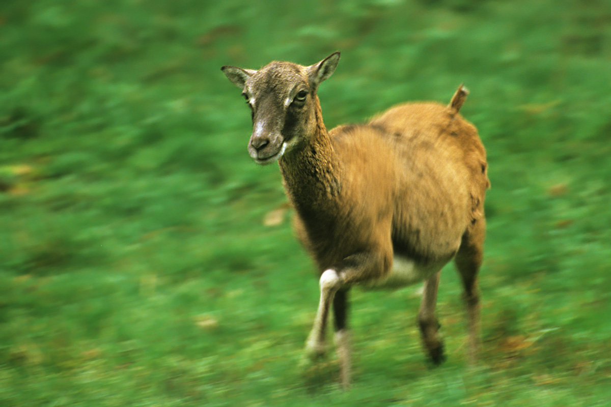 Running Mouflon