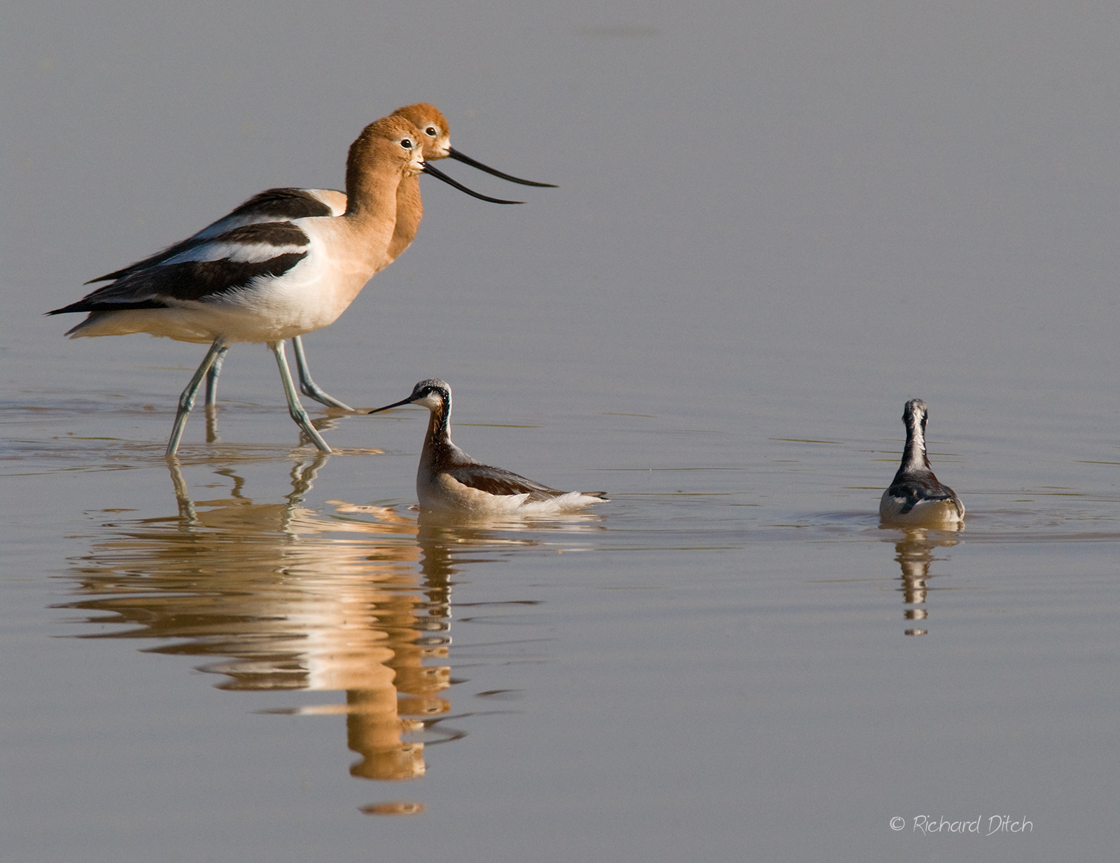 Avocets & Phalaropes
