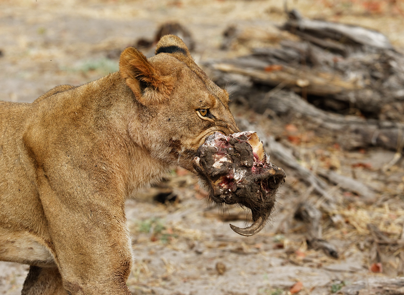 Pork for Breakfast