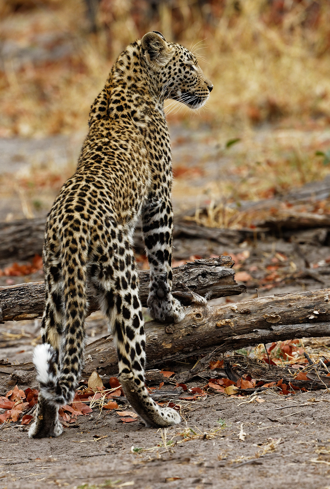 Yet Another Leopard