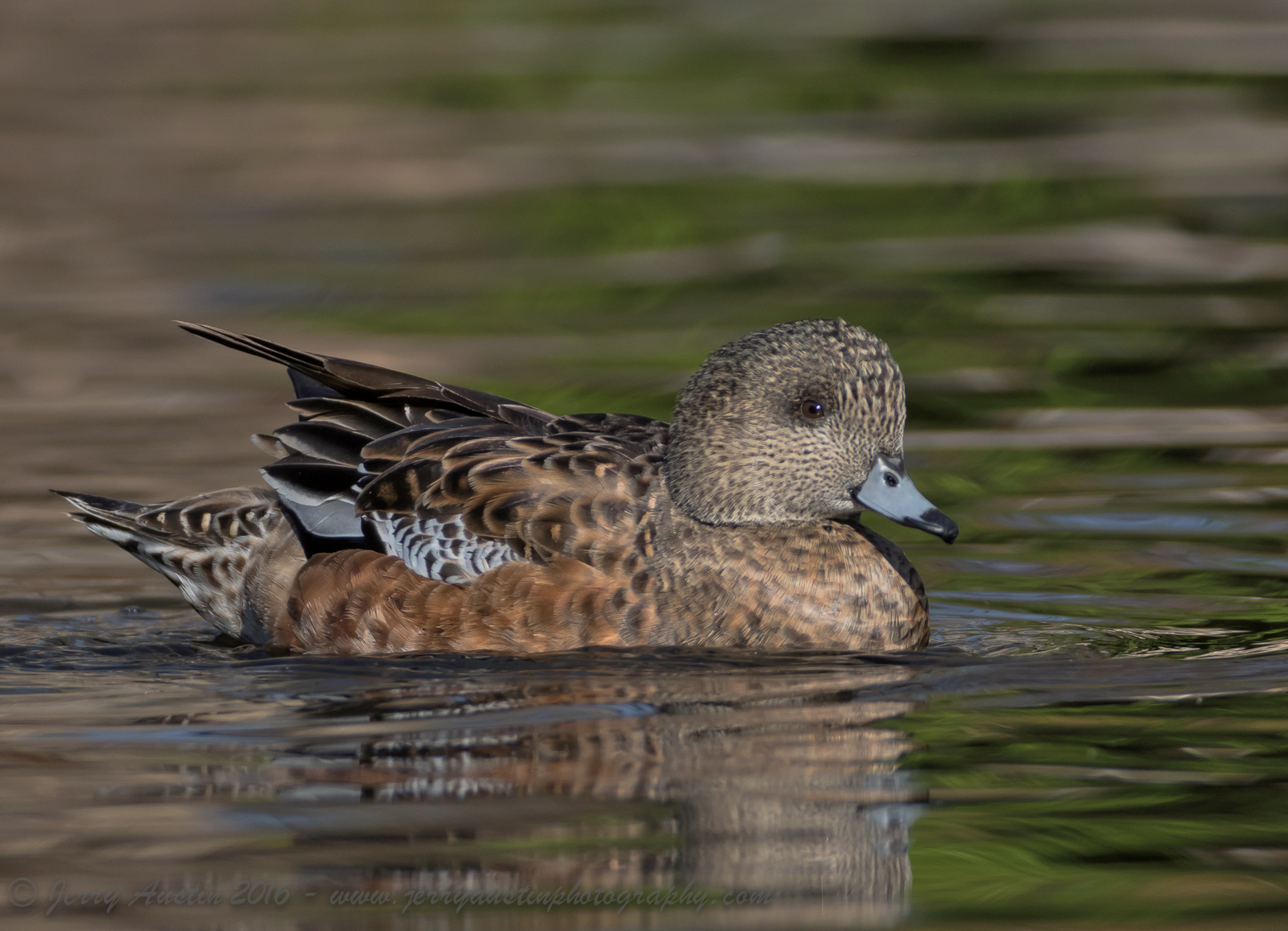 American Widgeon Hen