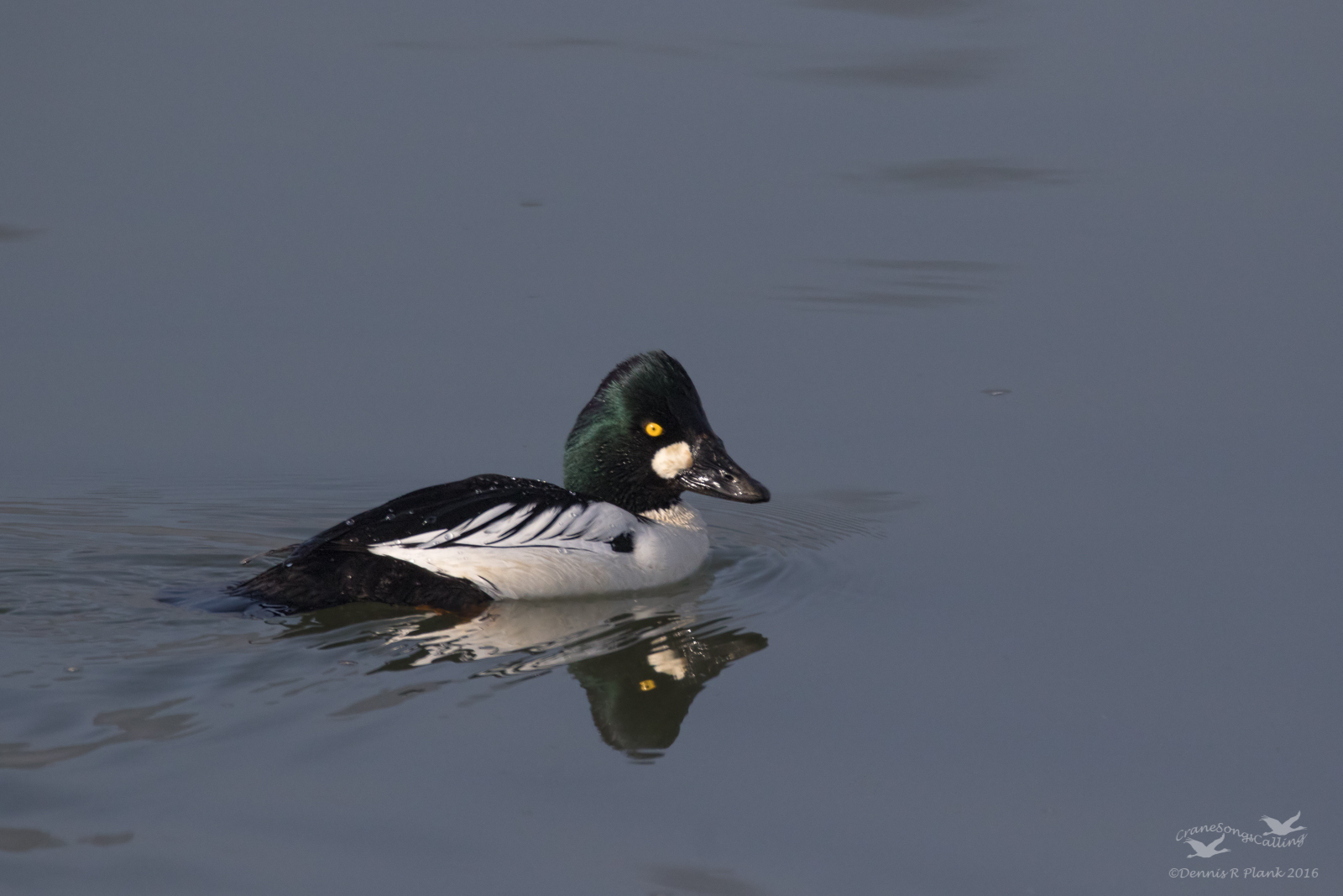 Common Goldeneye