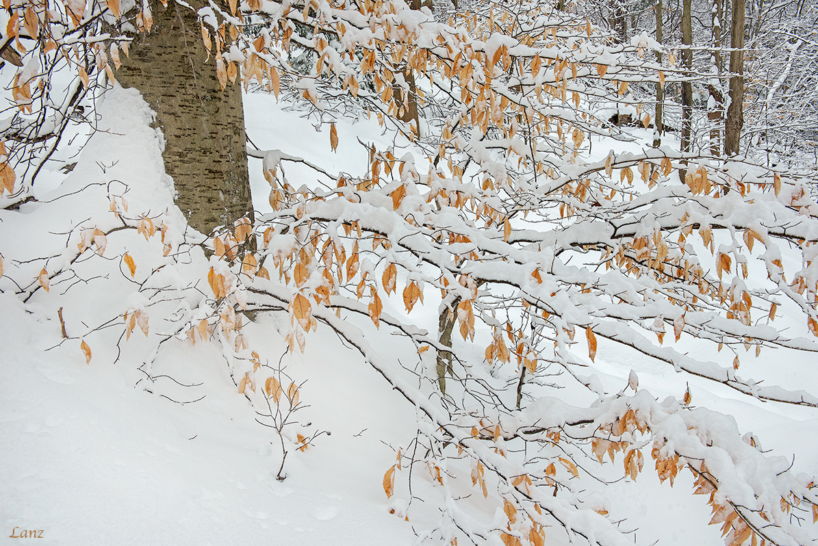 Snowy Beeches