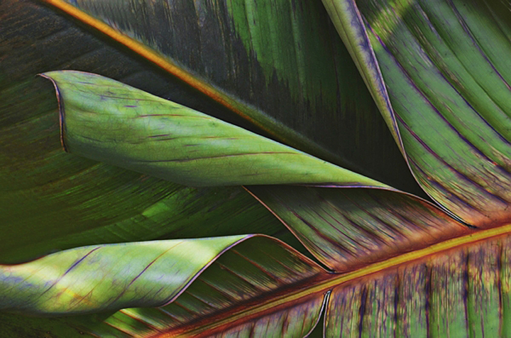 Palm Leaves