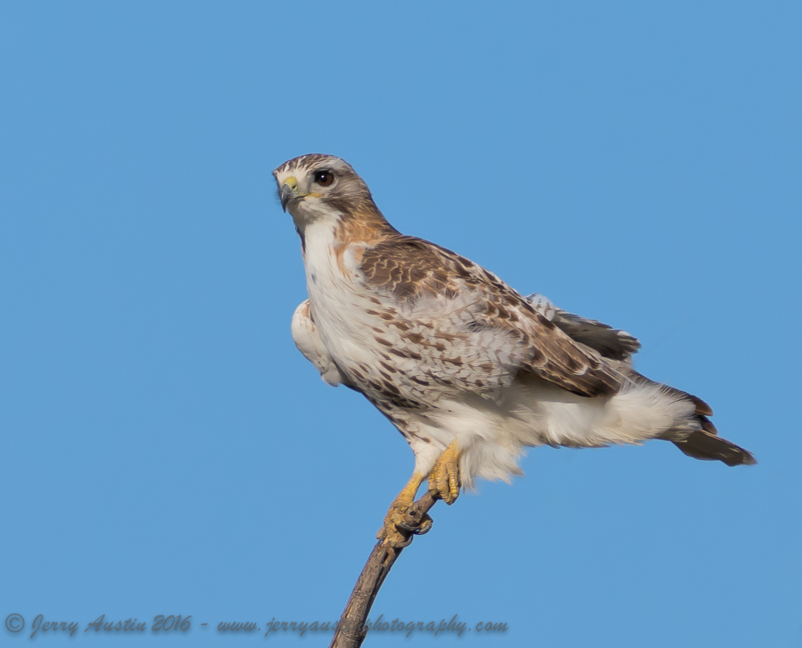 Young Red-Tailed Hawk