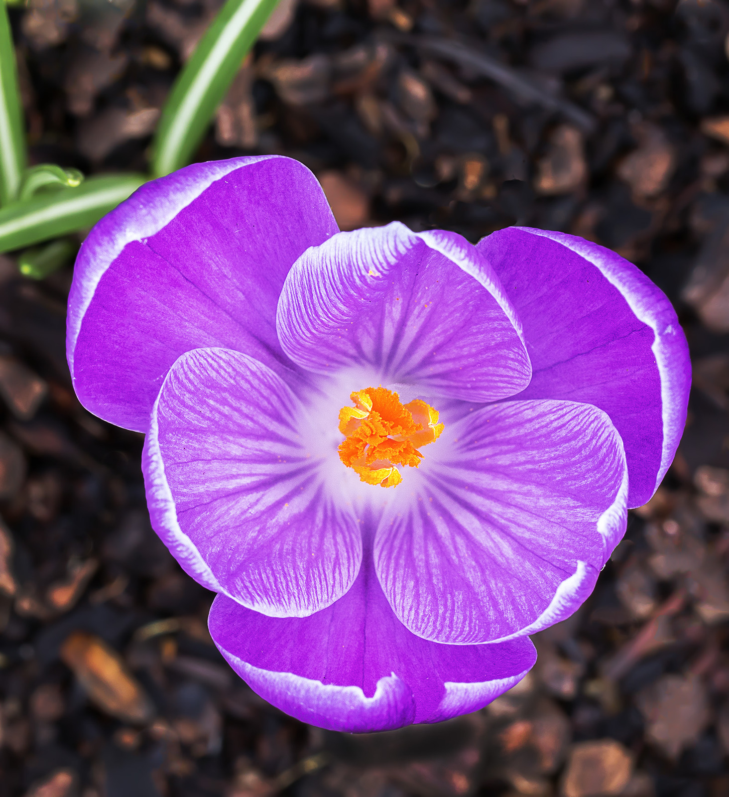 Crocus