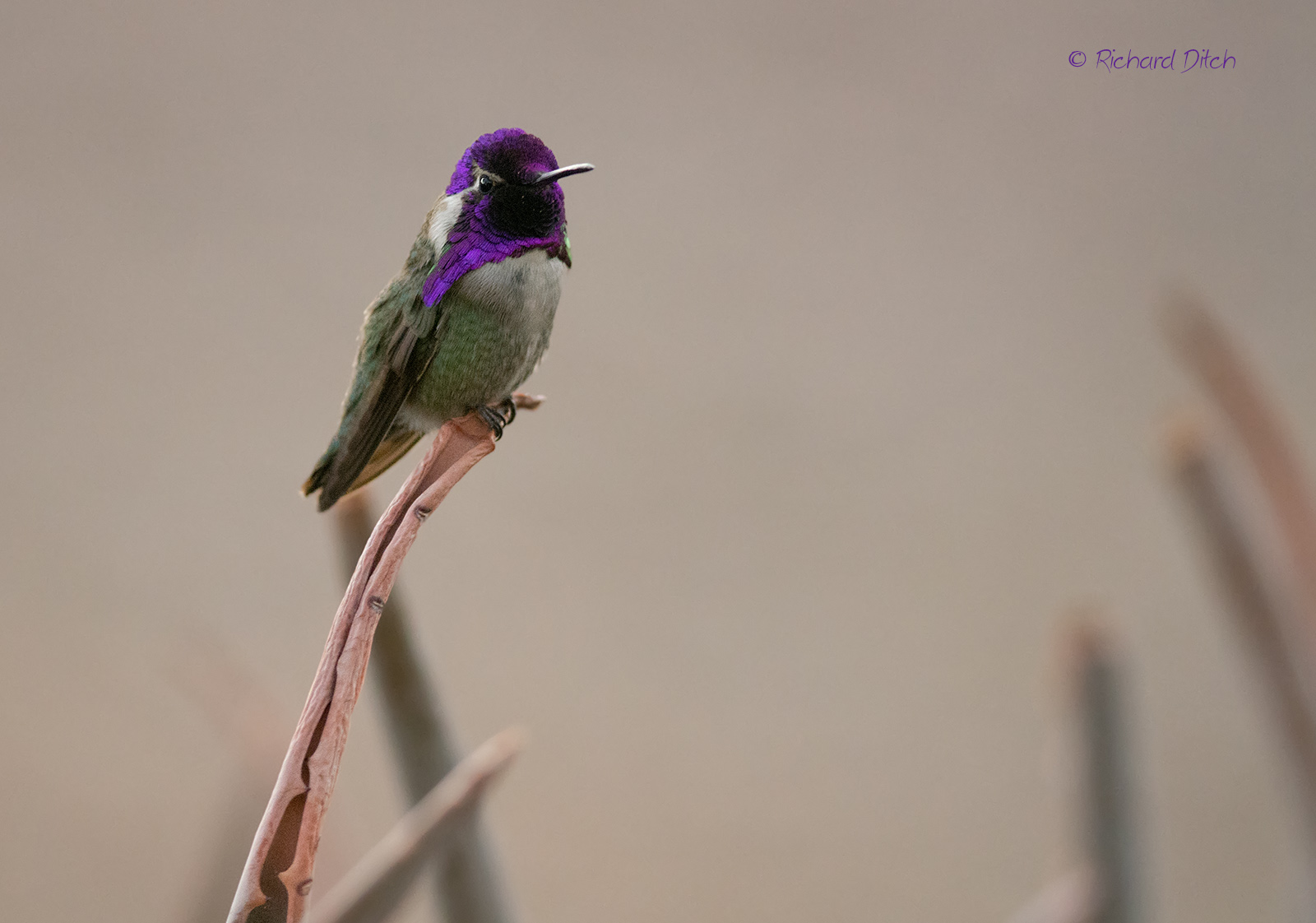 Costa's Hummingbird
