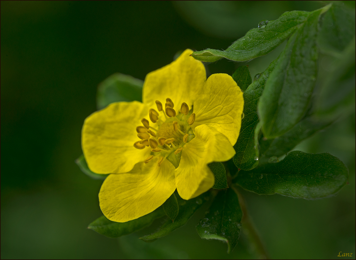 Cinquefoil