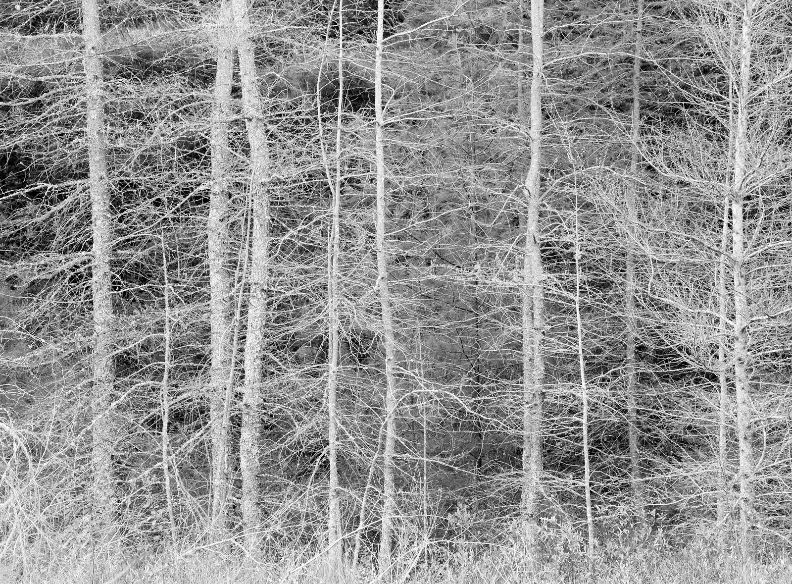 Ghosts in the Forest + repost