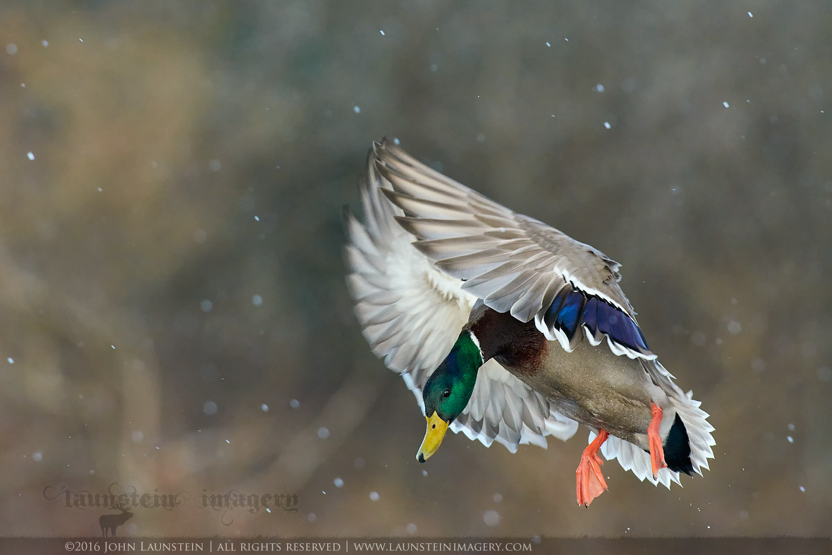 Mallard in Hailstorm
