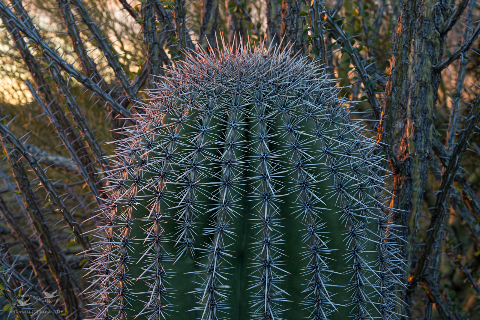 Saguaro and Ocotillo