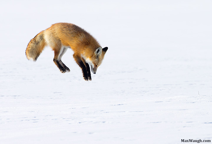 Leap Day