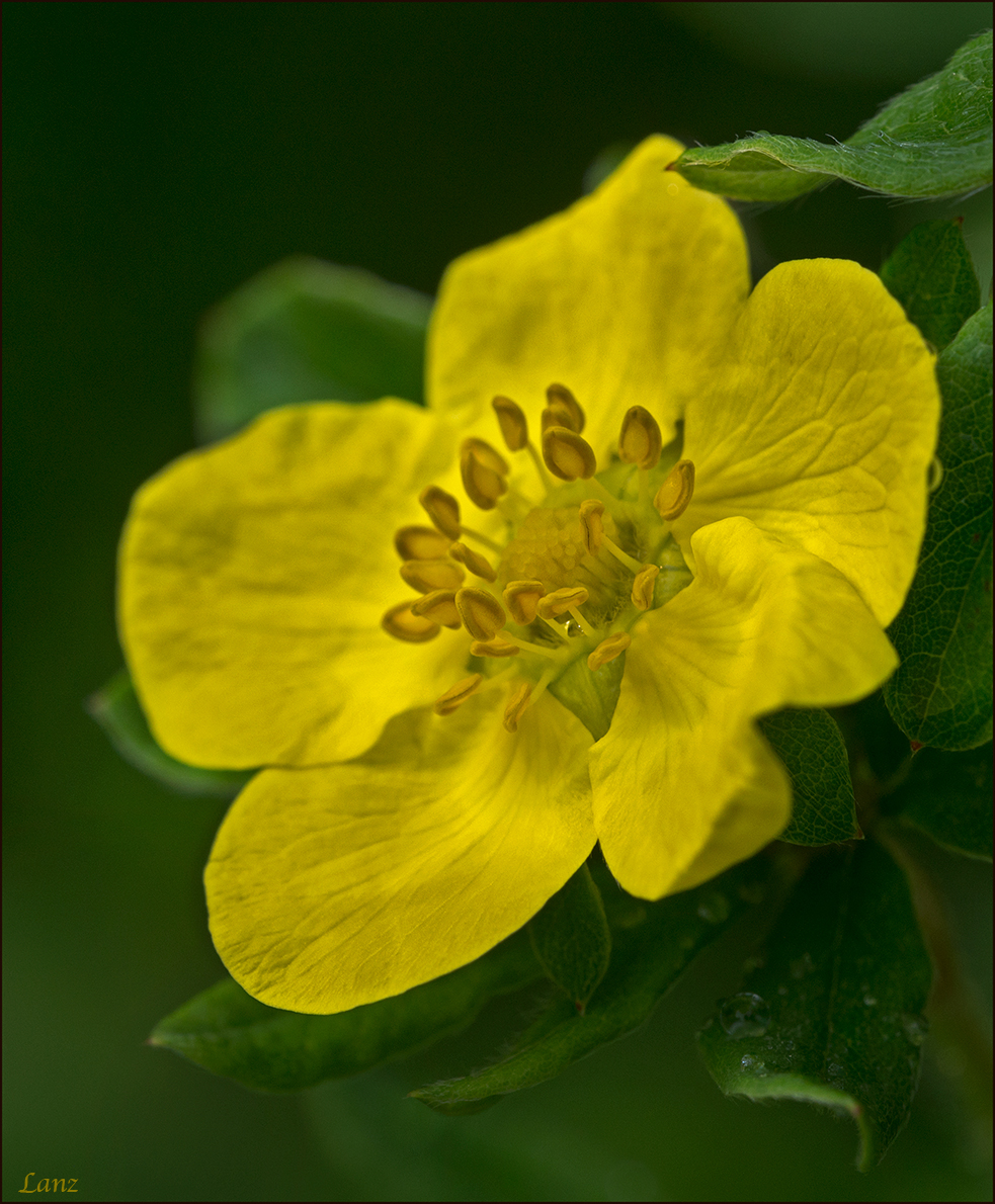 Cinquefoil 2