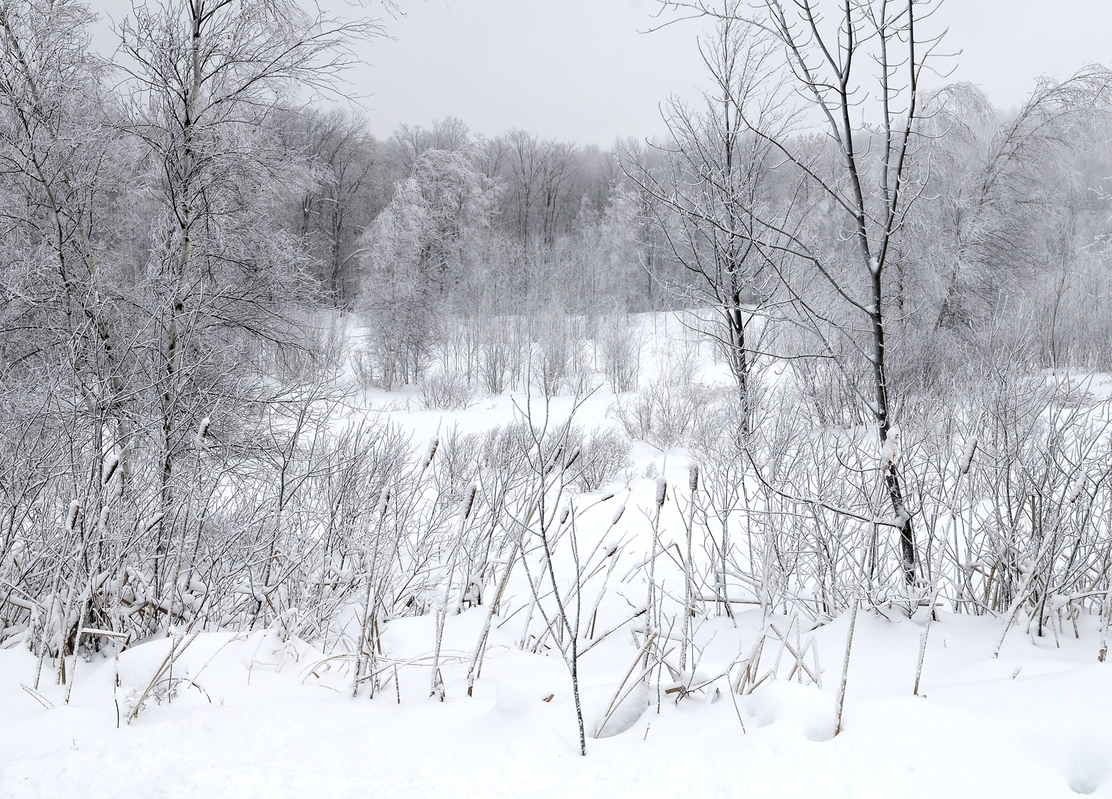   Cold   Silence