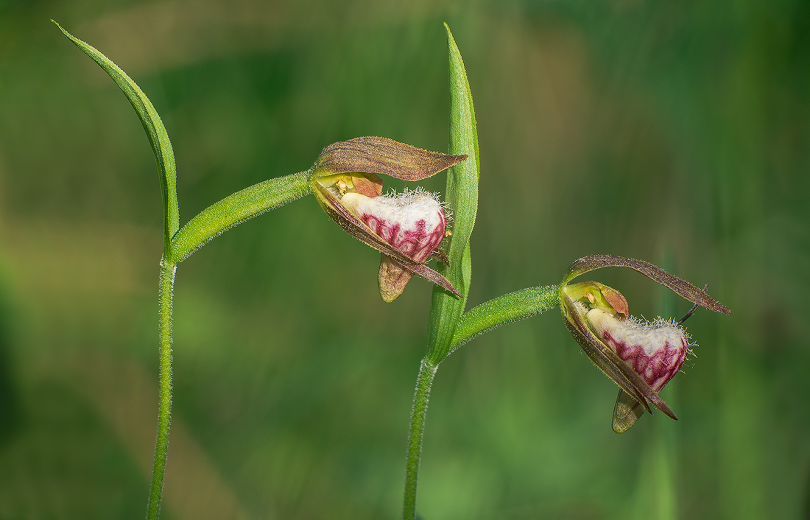 Ram's Heads