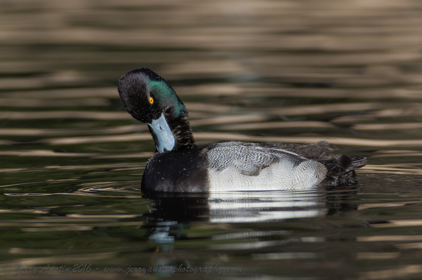 Lesser Scaup Drake