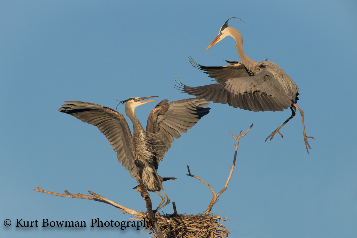 Nest Battle