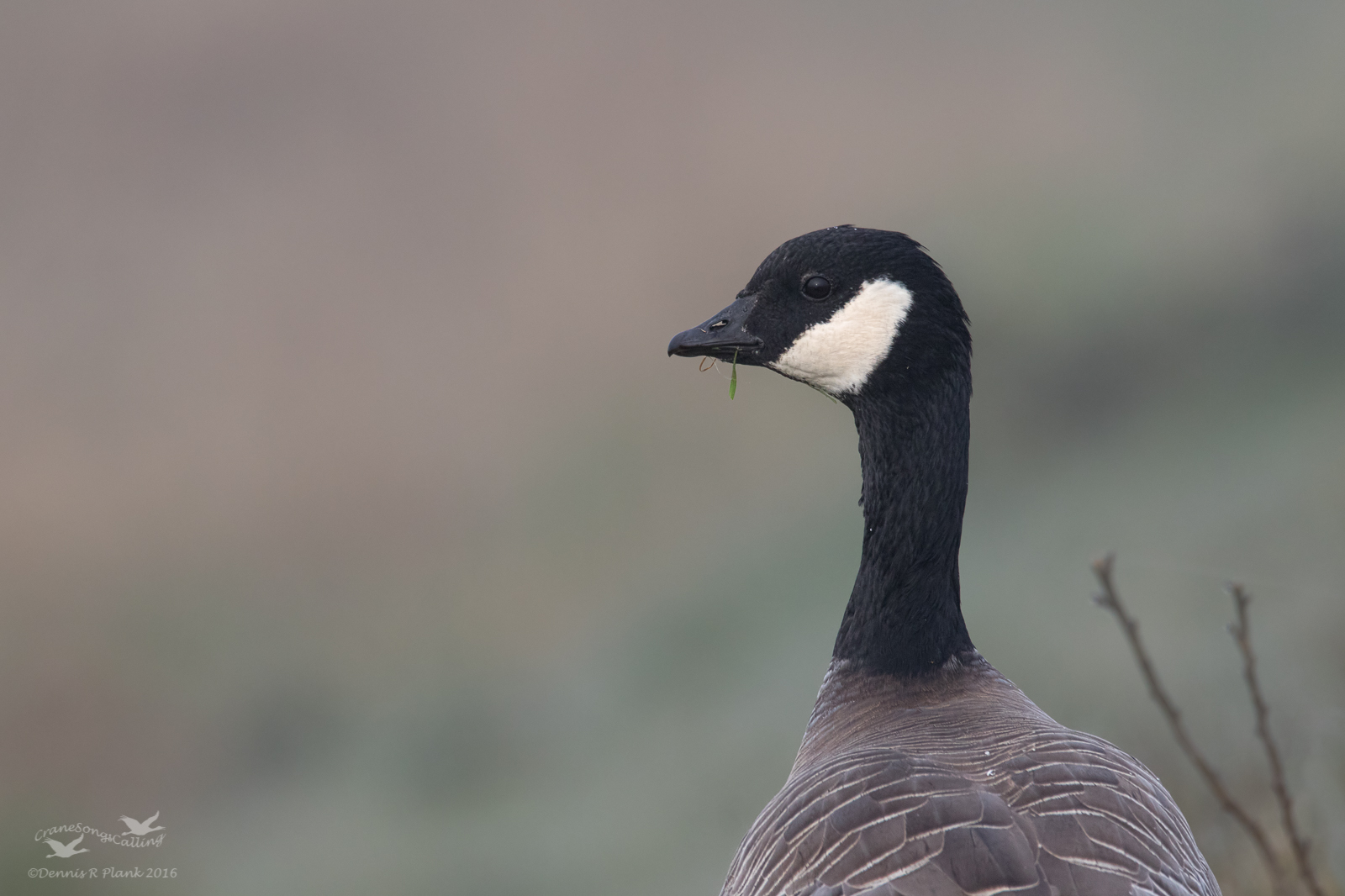 Canada Goose Portrait
